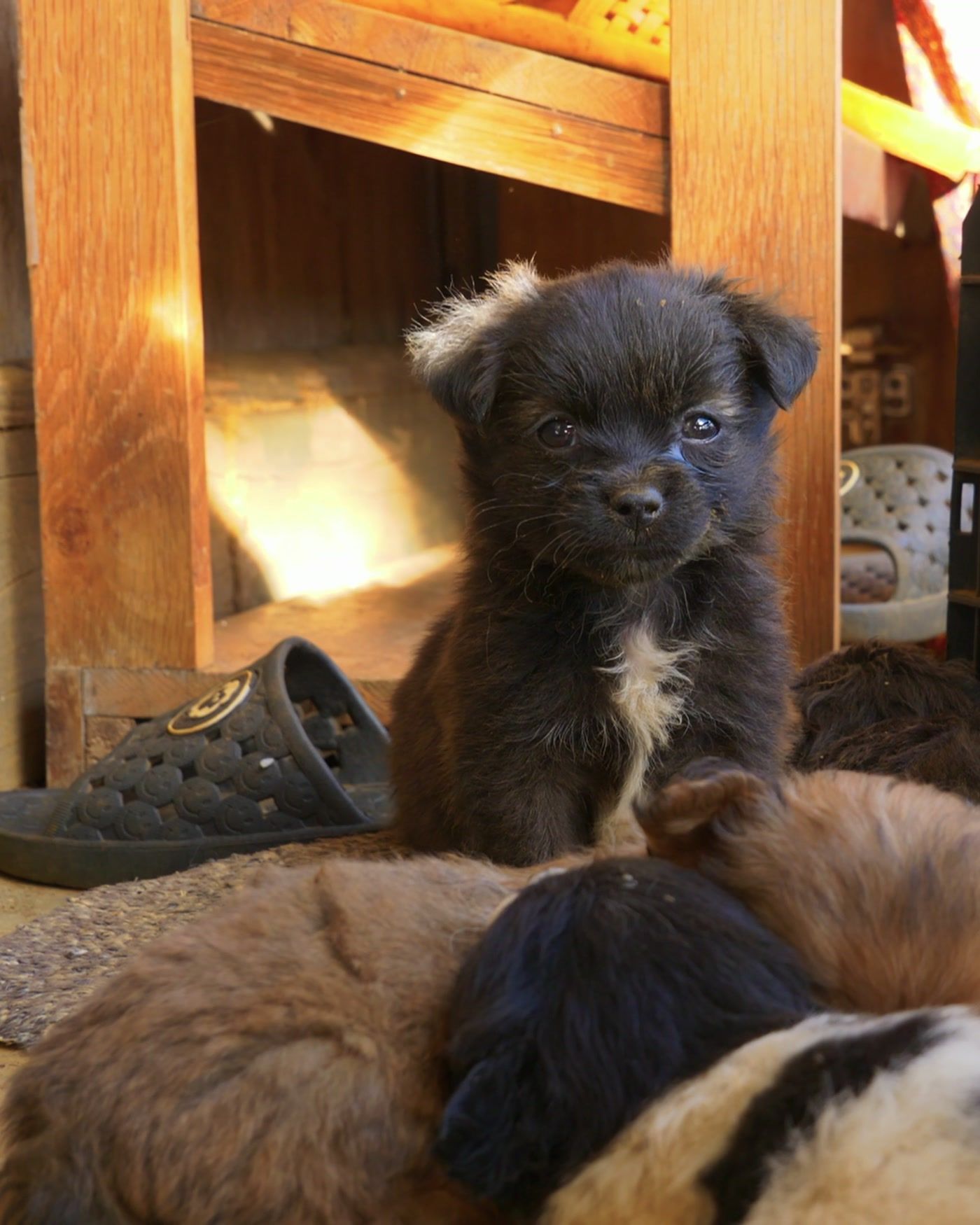 A fluffy rescued puppy sitting up beside its sleeping littermates