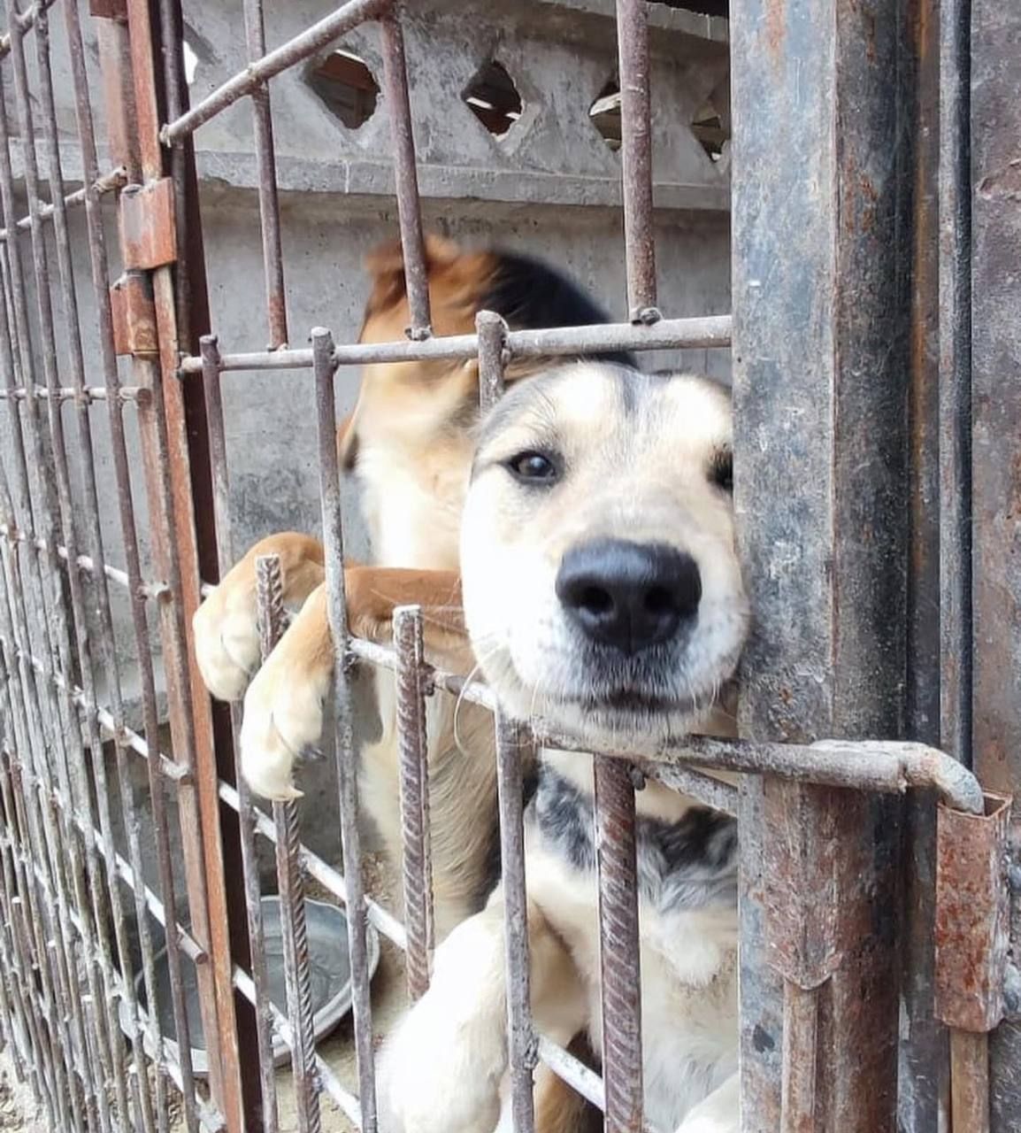 A shelter dog reaching its paws through the kennel fence