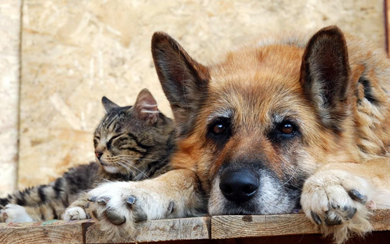 A rescued shepherd dog resting its head on a ledge with a tabby cat dozing against it