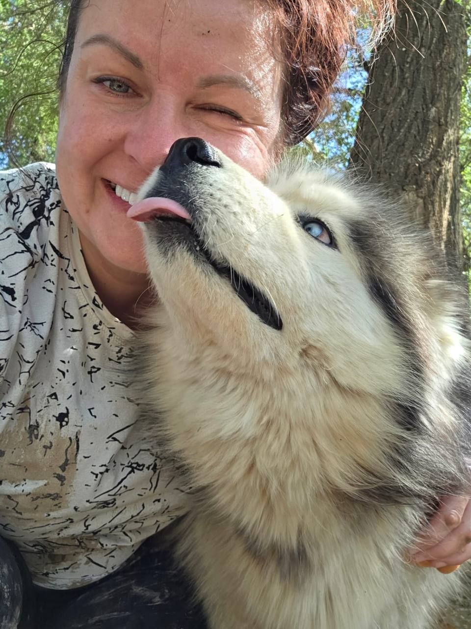 A Rescue Rangers volunteer being greeted by a rescued husky