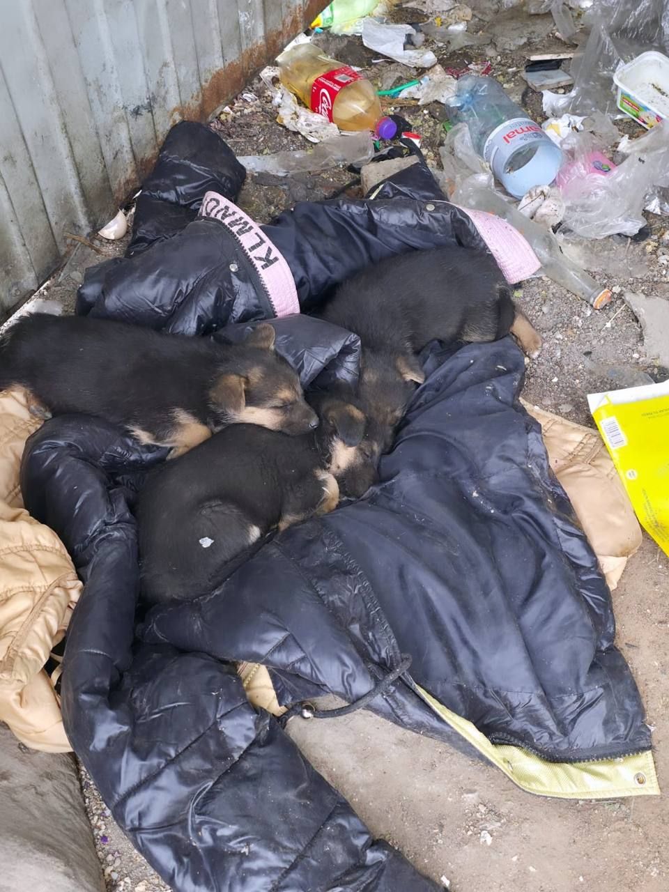 Rescue — newborn puppies found abandoned among trash on the street