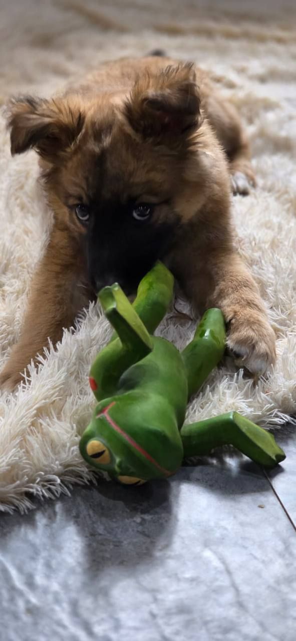 Home — a rescued puppy playing with a toy in its new home