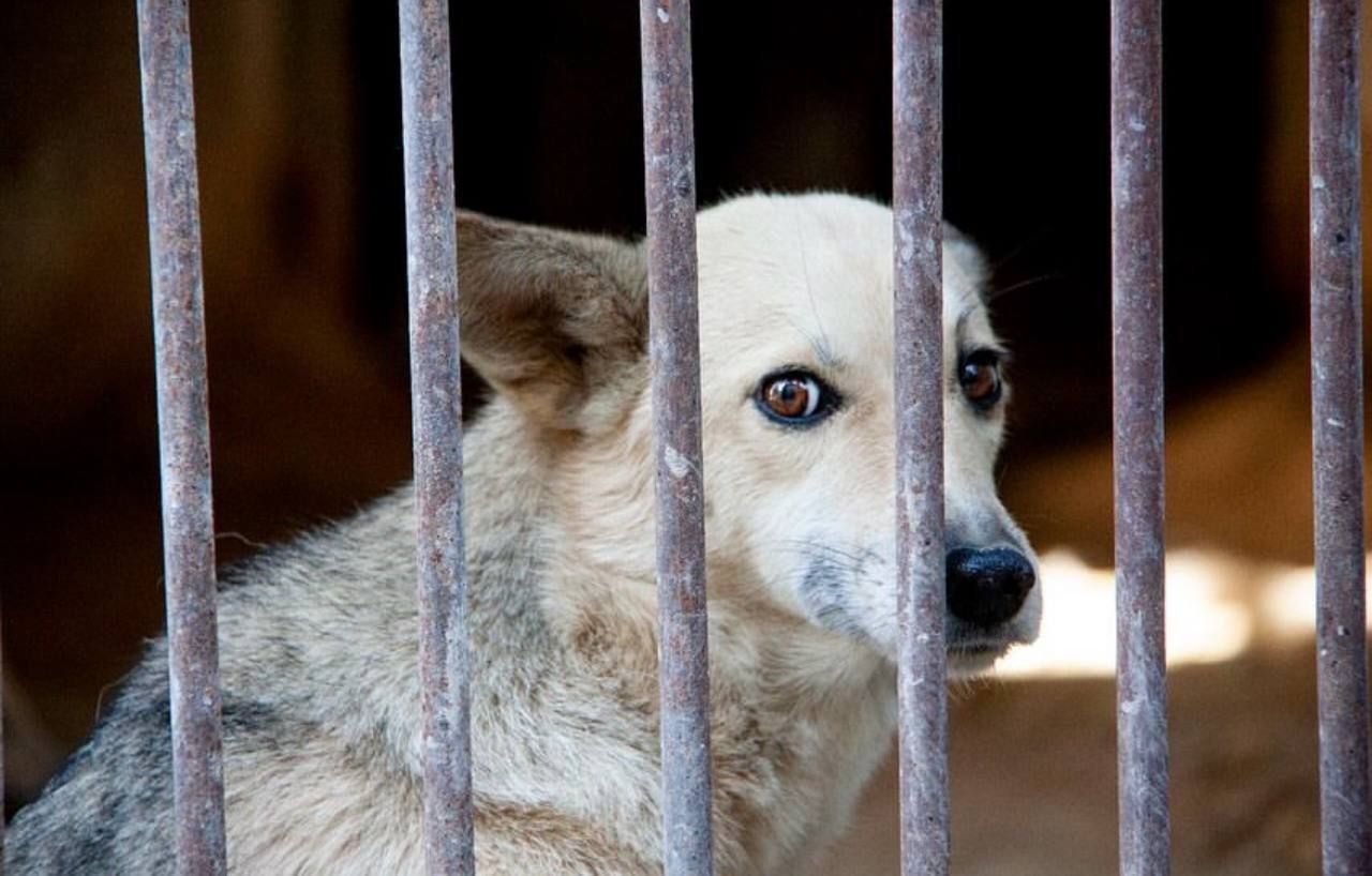 A frightened dog peering out through the bars of a shelter kennel