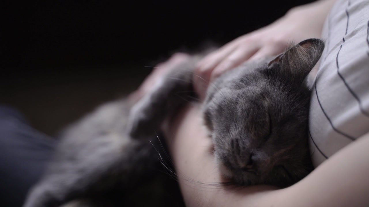 A rescued cat dozing in a volunteer’s arms