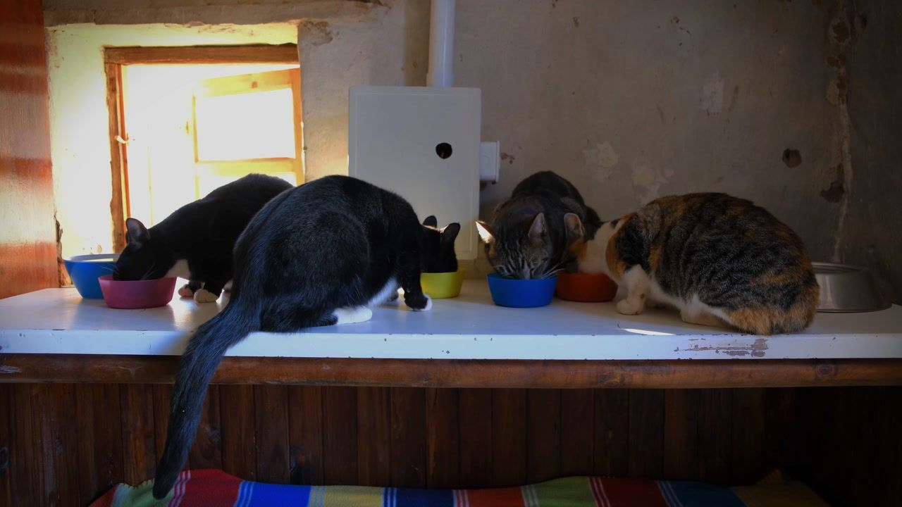 Rescued cats sharing bowls at feeding time indoors