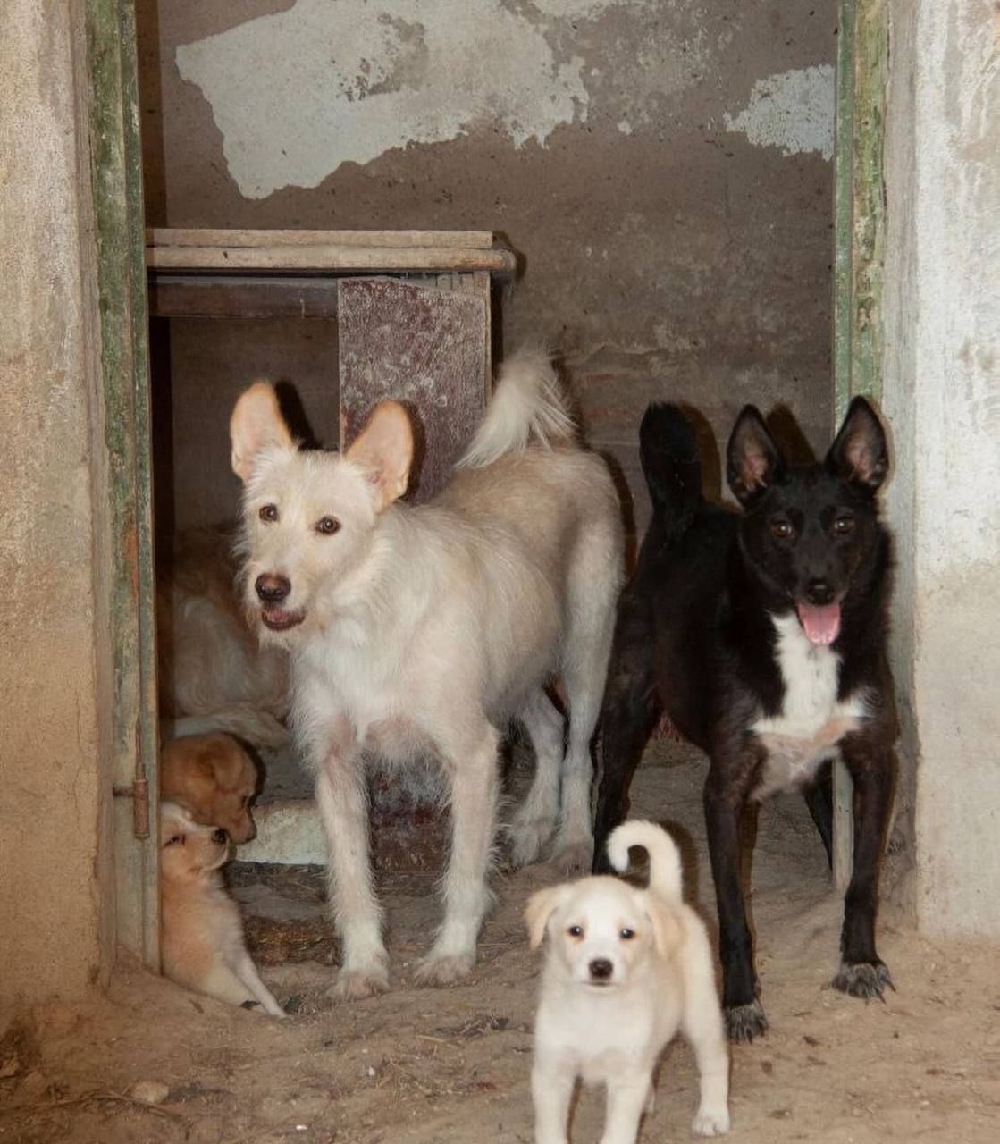 Rescued dogs and their puppies safe indoors