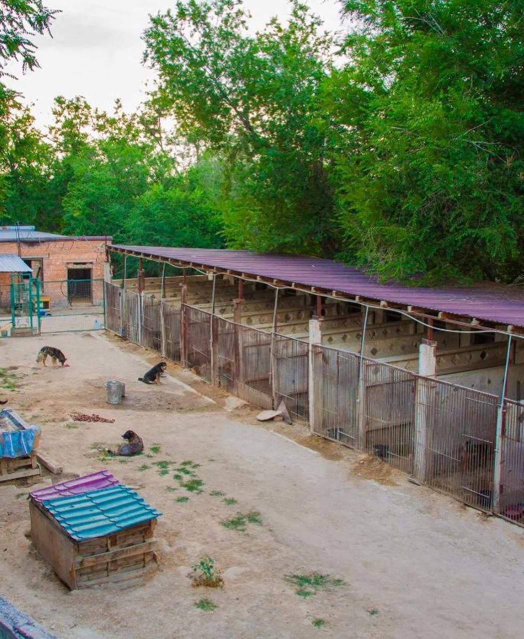 Rows of kennels at the Rescue Rangers shelter