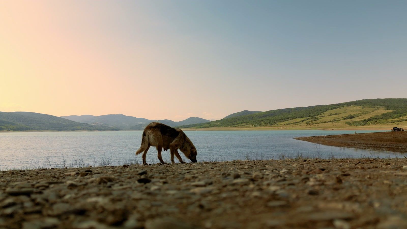 A rescued dog drinking at the reservoir shore at dusk