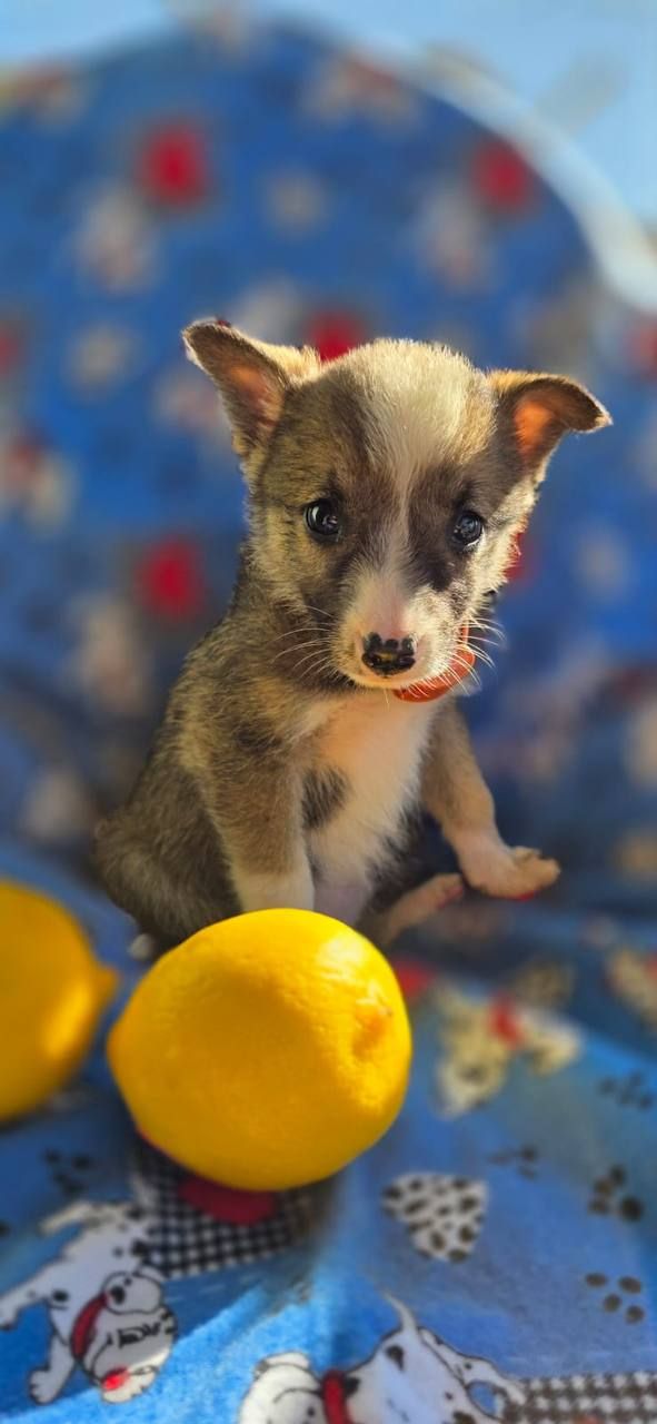 A rescued puppy sitting on a cosy blanket at the shelter