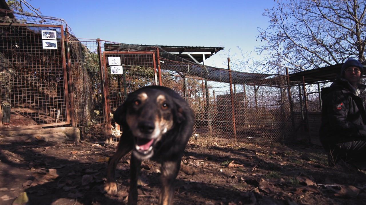 A shelter dog bounding across the yard towards the camera