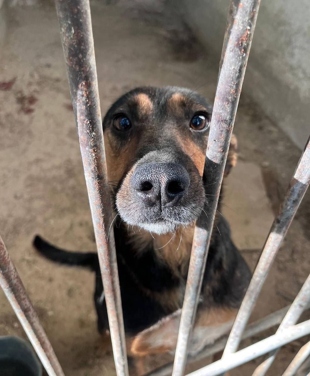 A shelter dog looking up, waiting for adoption