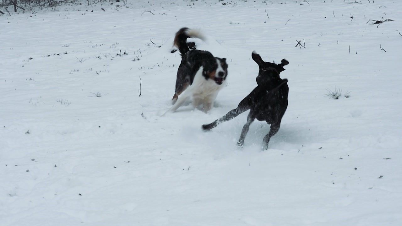 Two shelter dogs chasing each other through fresh snow