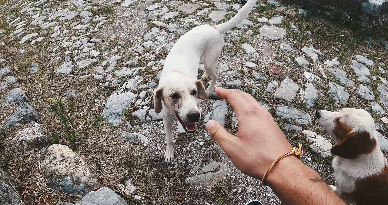 A hand reaching out to greet a wary white street dog