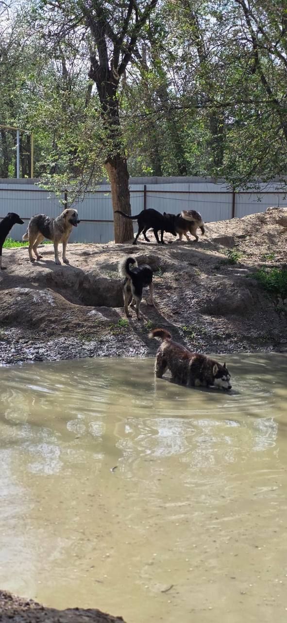 Shelter dogs cooling off at the edge of the shelter pond in summer