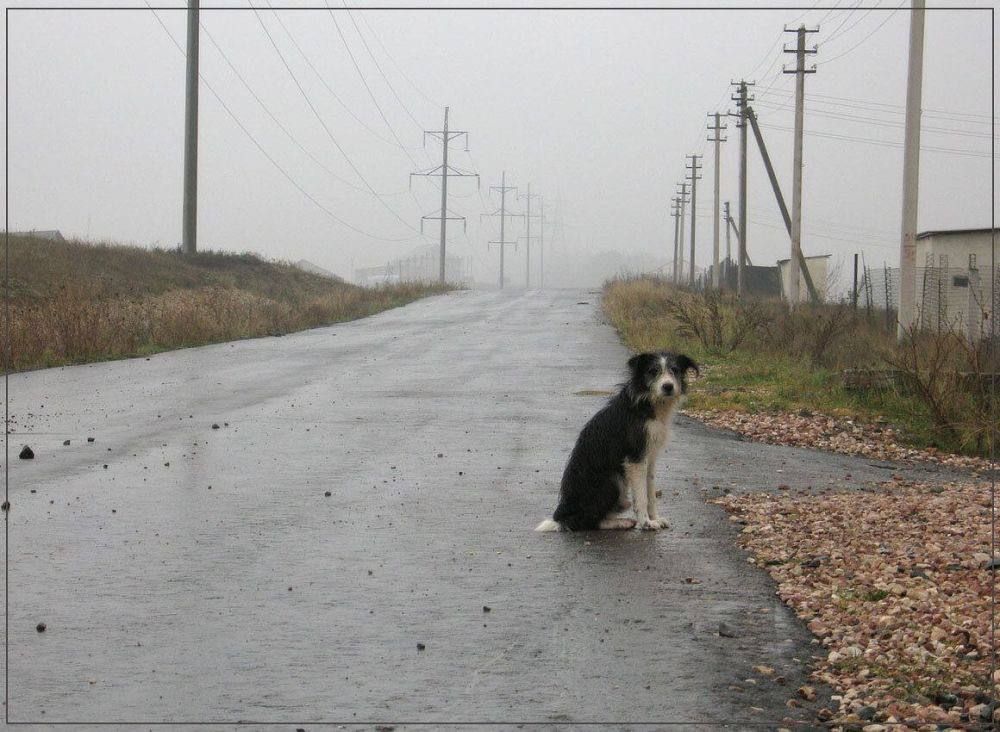 A black and white dog sitting alone on a wet road in fog
