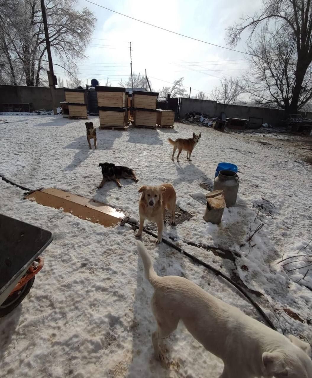 Dogs in the snow-covered shelter yard beside newly built insulated kennels