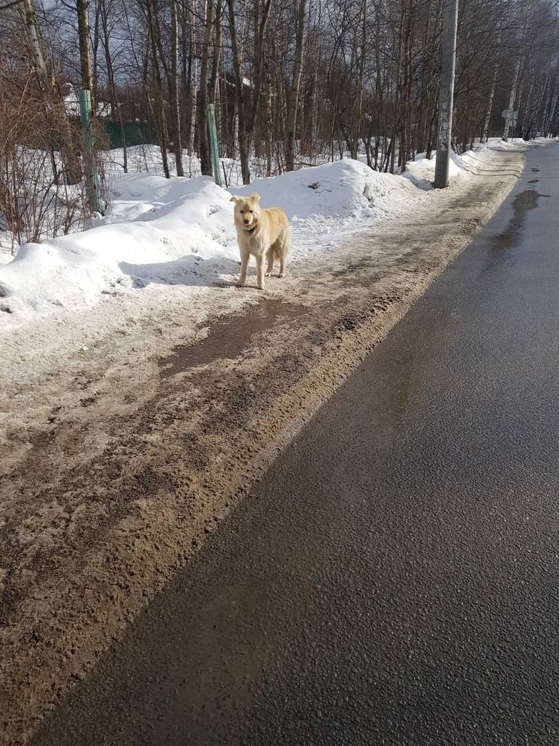 A cream-coloured street dog standing alone on a snowy roadside