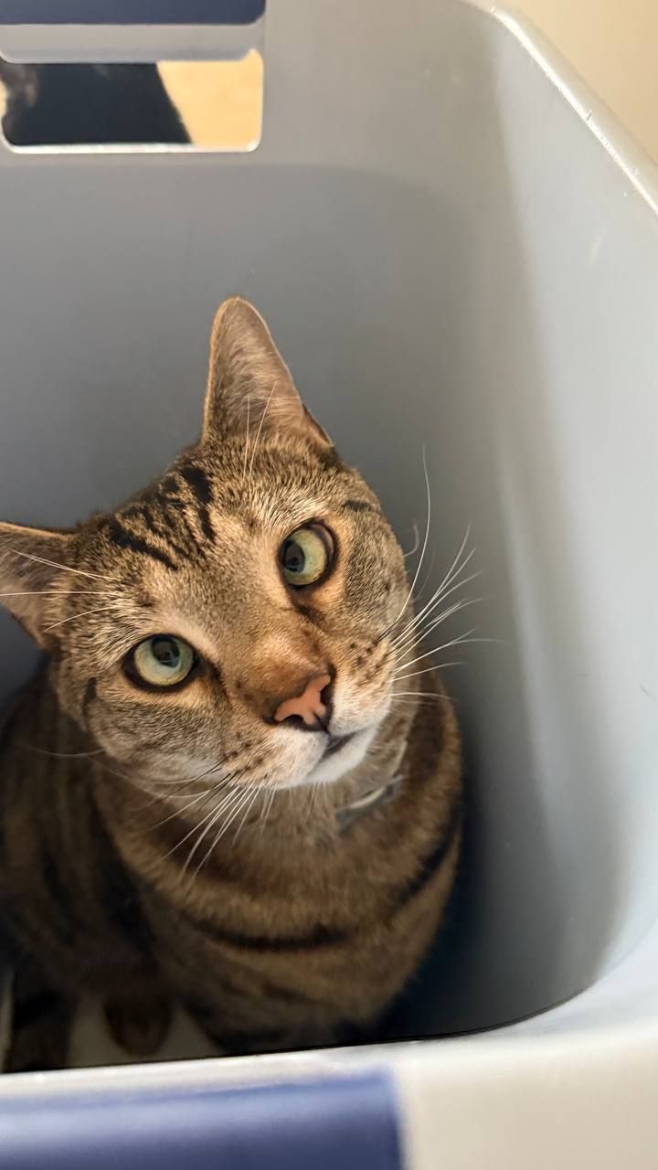 The same tabby cat indoors at the shelter, looking up from a clean plastic tub