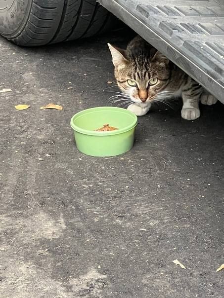 A tabby cat sheltering under a parked car beside a bowl of food on the asphalt