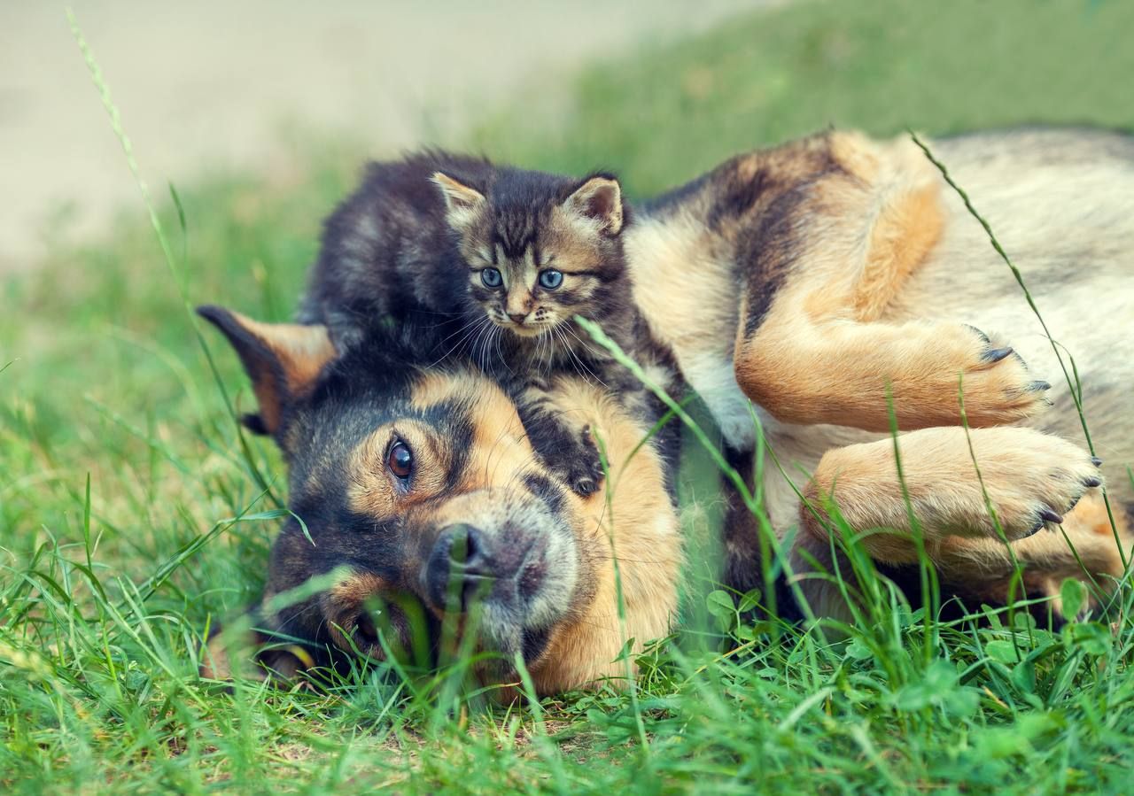 A black and tan dog lying in summer grass with a kitten resting against its head