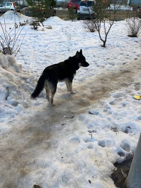 A black and tan dog standing alone in a thawing yard between parked cars