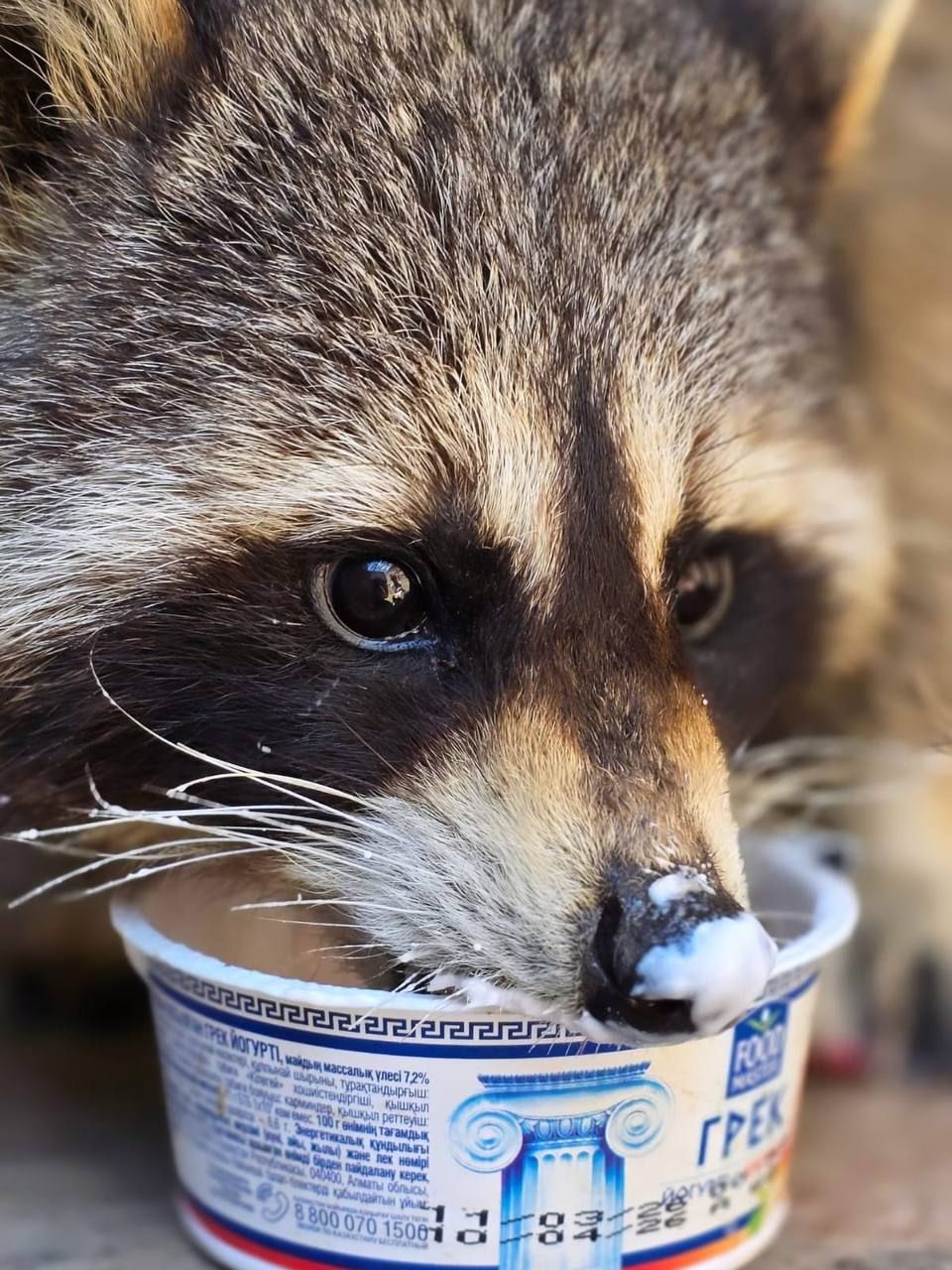 A raccoon at the shelter eating yogurt out of a cup, close up